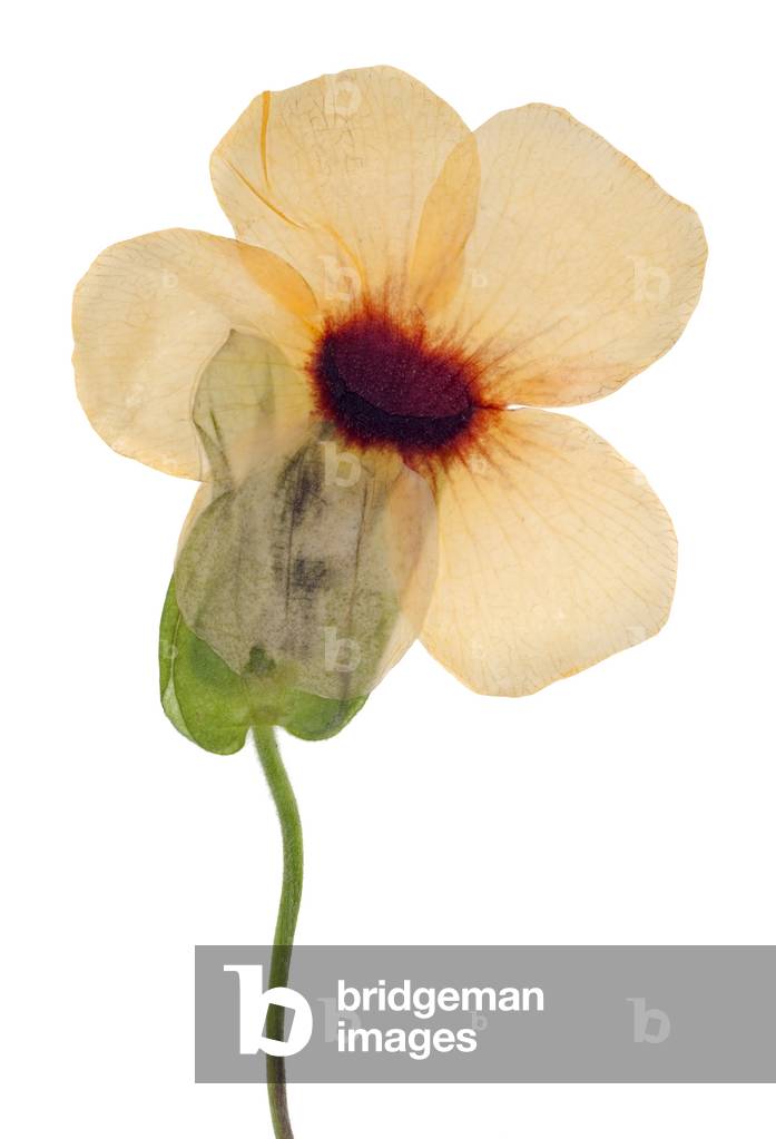 African Sunset, 2012 (photographic c-print)