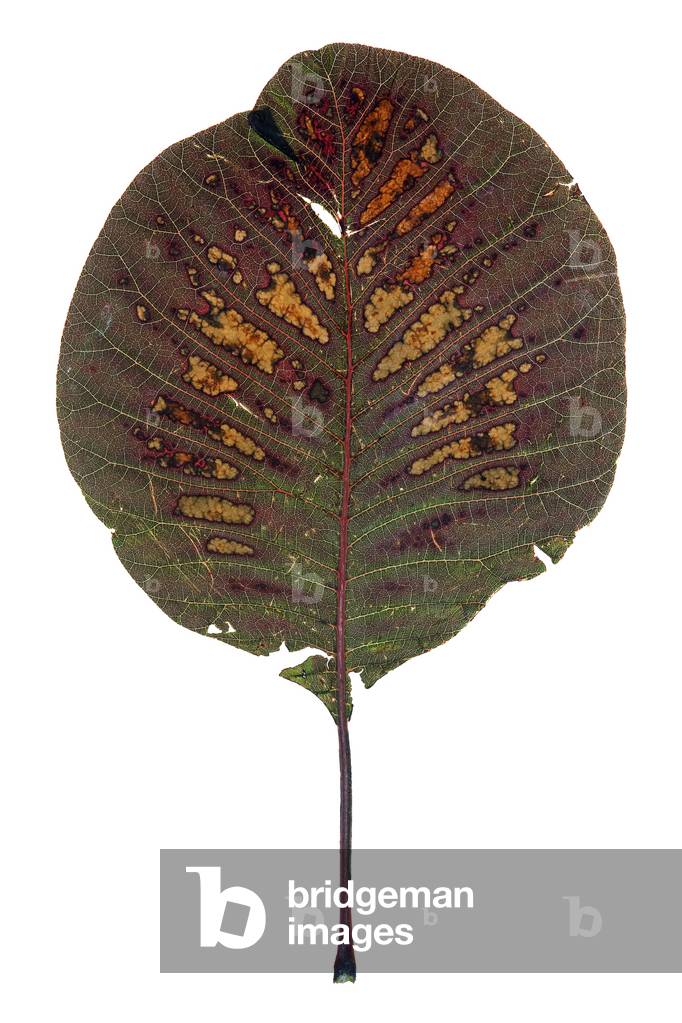 Smoketree leaf #1, 2009 (photographic c-print)