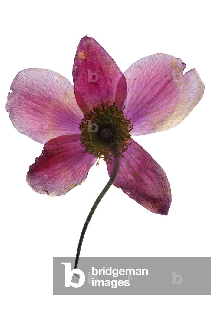 Anemone, 2009 (photographic c-print)