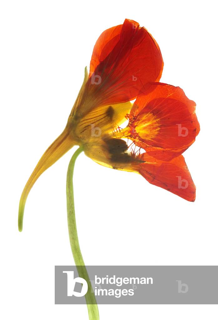 Nasturtium, 2012 (photographic c-print)