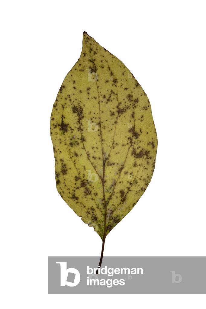 Green leaf, 2009 (photographic c-print)