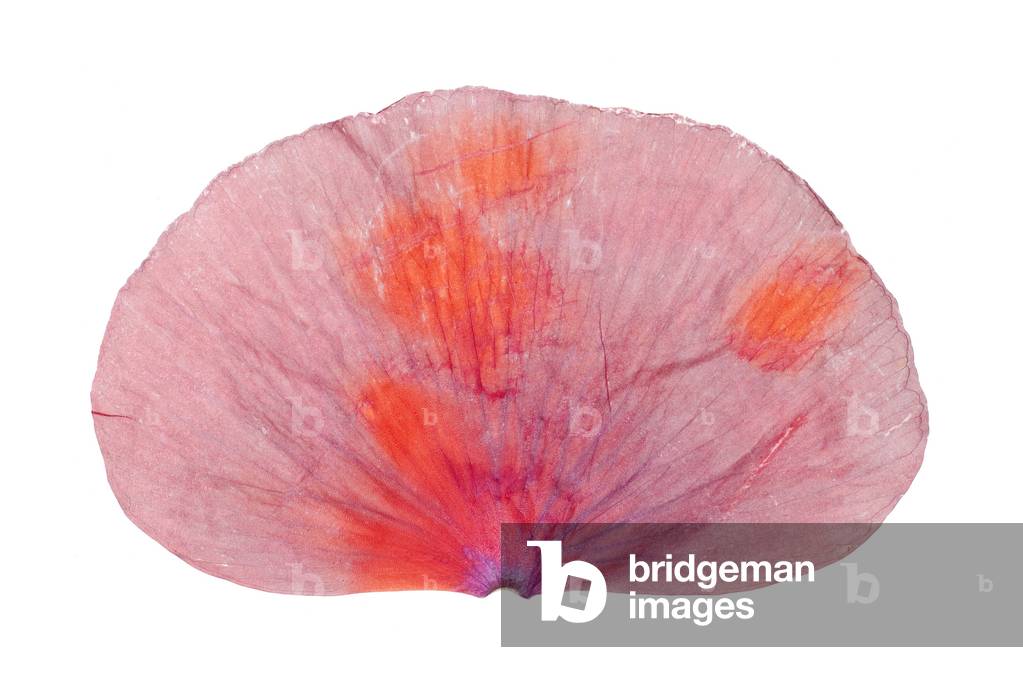 Poppy petal #1, 2009 (photographic c-print)