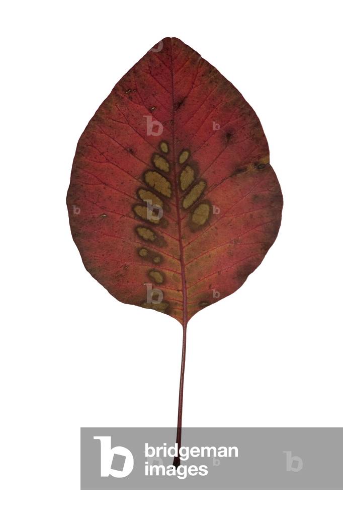 Smoketree leaf #2, 2009 (photographic c-print)