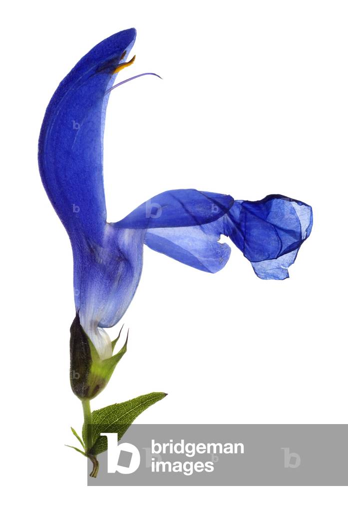 Blue beak, 2012 (photographic c-print)