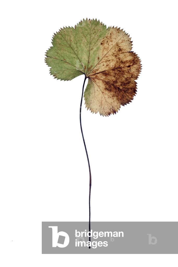 Long stem leaf, 2010 (photographic c-print)