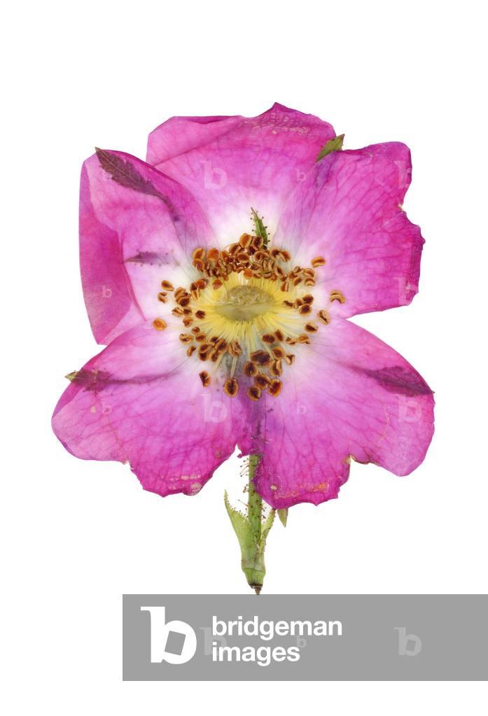 Rose, 2012 (photographic c-print)