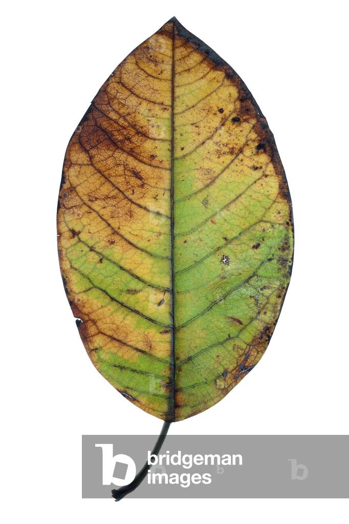 Magnolia leaf, 2009 (photographic c-print)