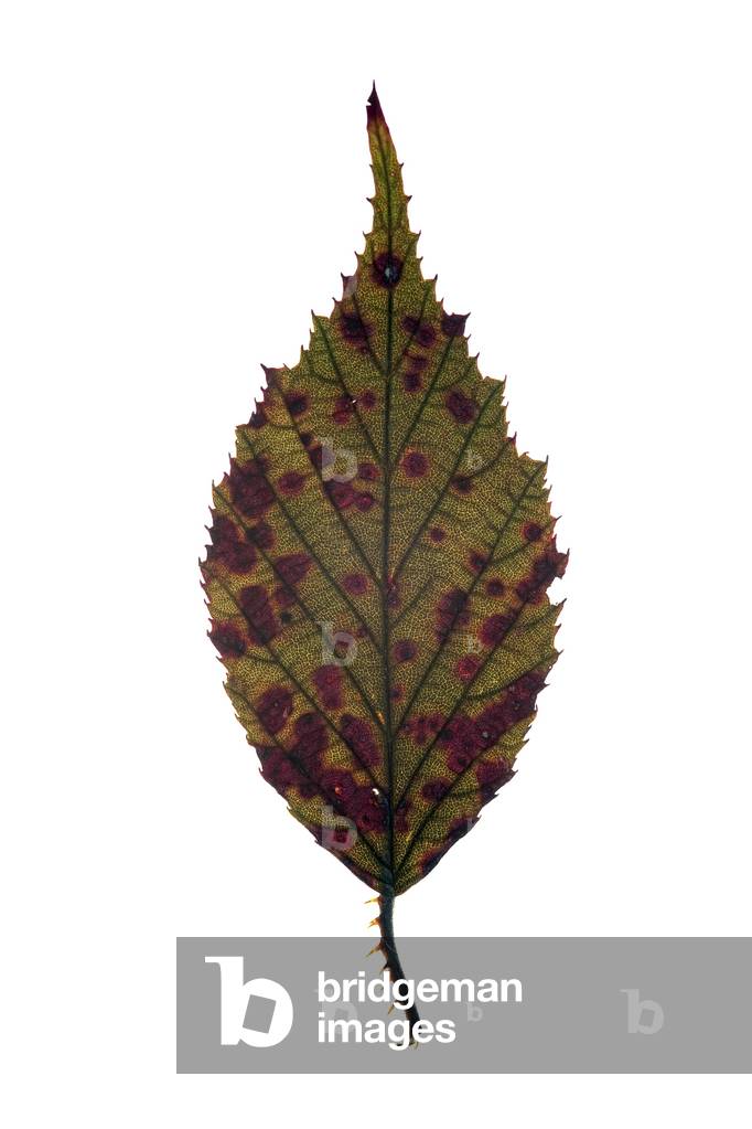 Red-dotted leaf, 2009 (photographic c-print)