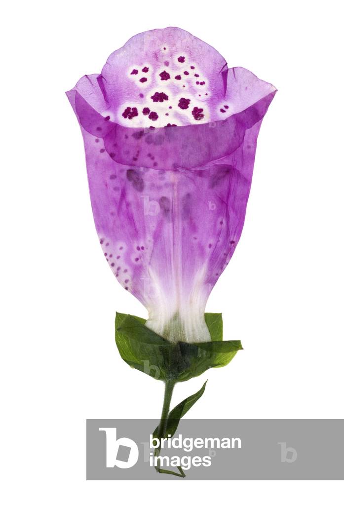 Foxglove, 2012 (photographic c-print)