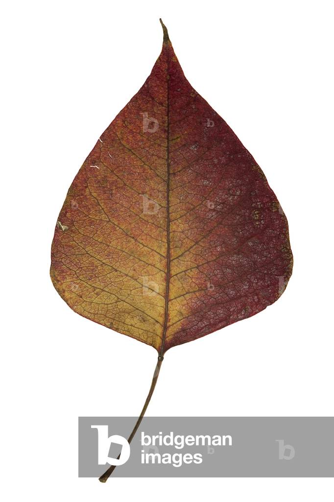 Burgundy-yellow leaf, 2009 (photographic c-print)