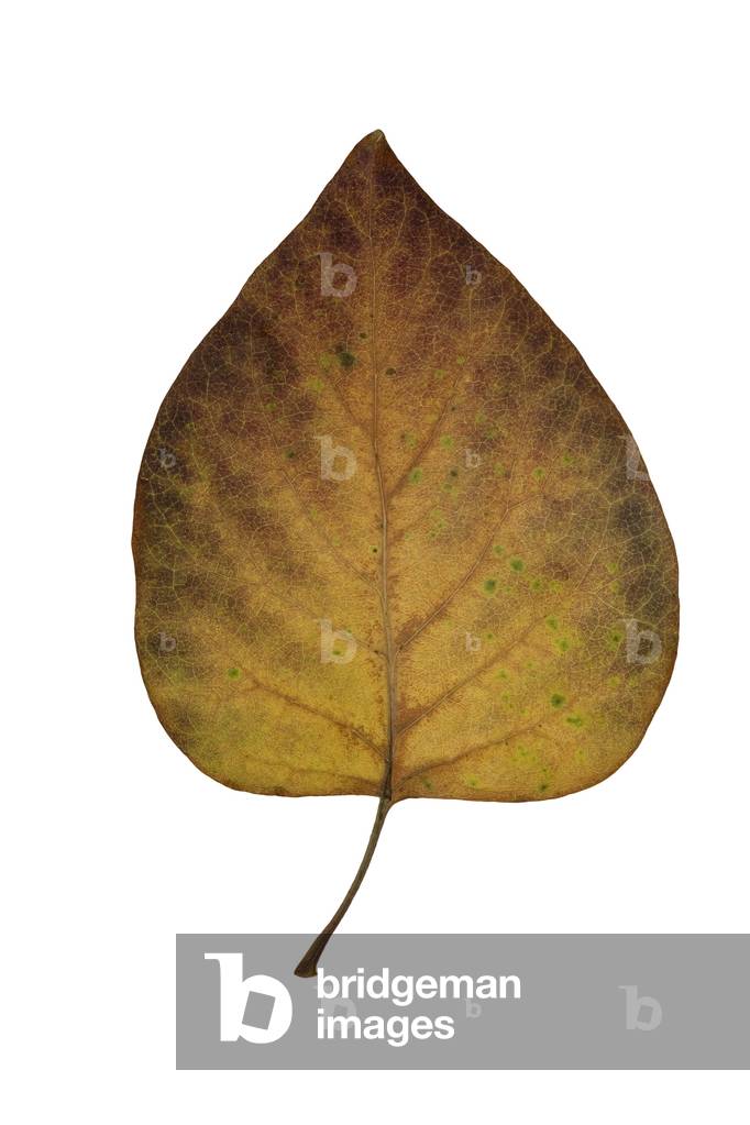Yellow-brown leaf, 2009 (photographic c-print)