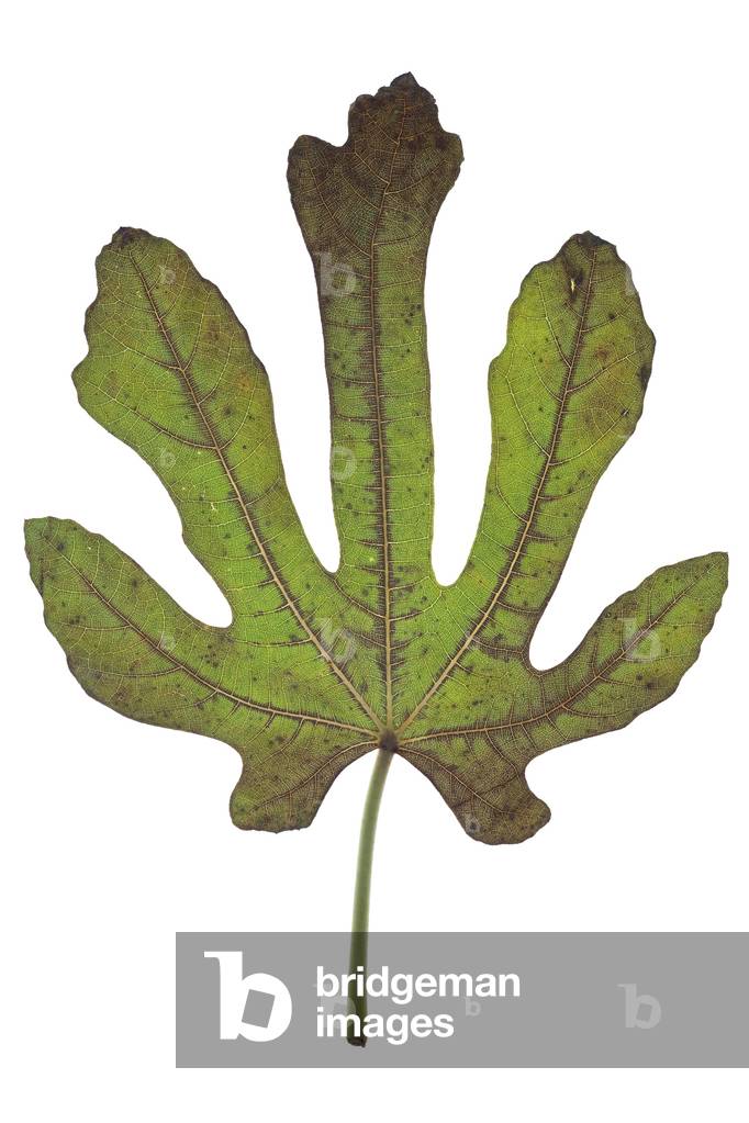 Fig leaf, 2009 (photographic c-print)