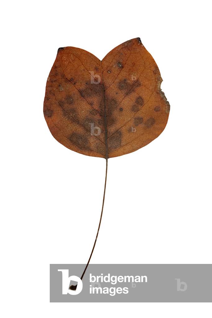 Orange-brown leaf #2, 2009 (photographic c-print)