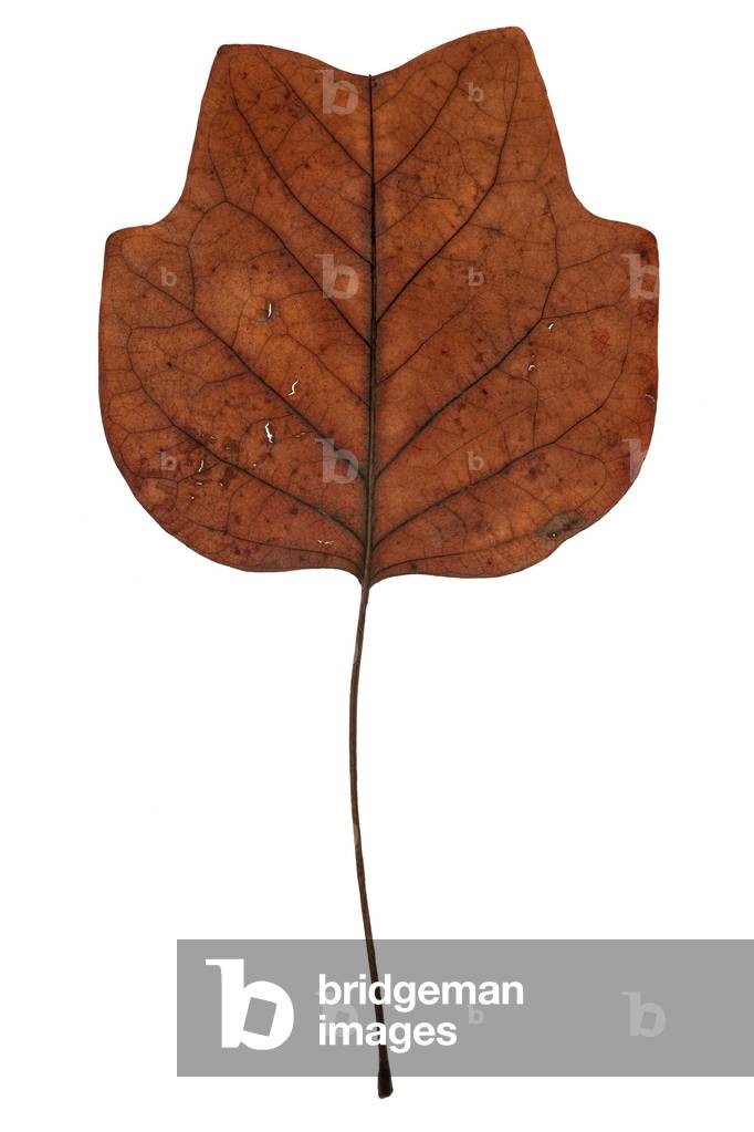 Orange-brown leaf #1, 2009 (photographic c-print)