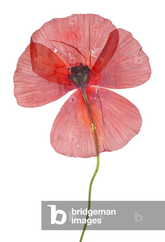 Poppy, 2012 (photographic c-print)