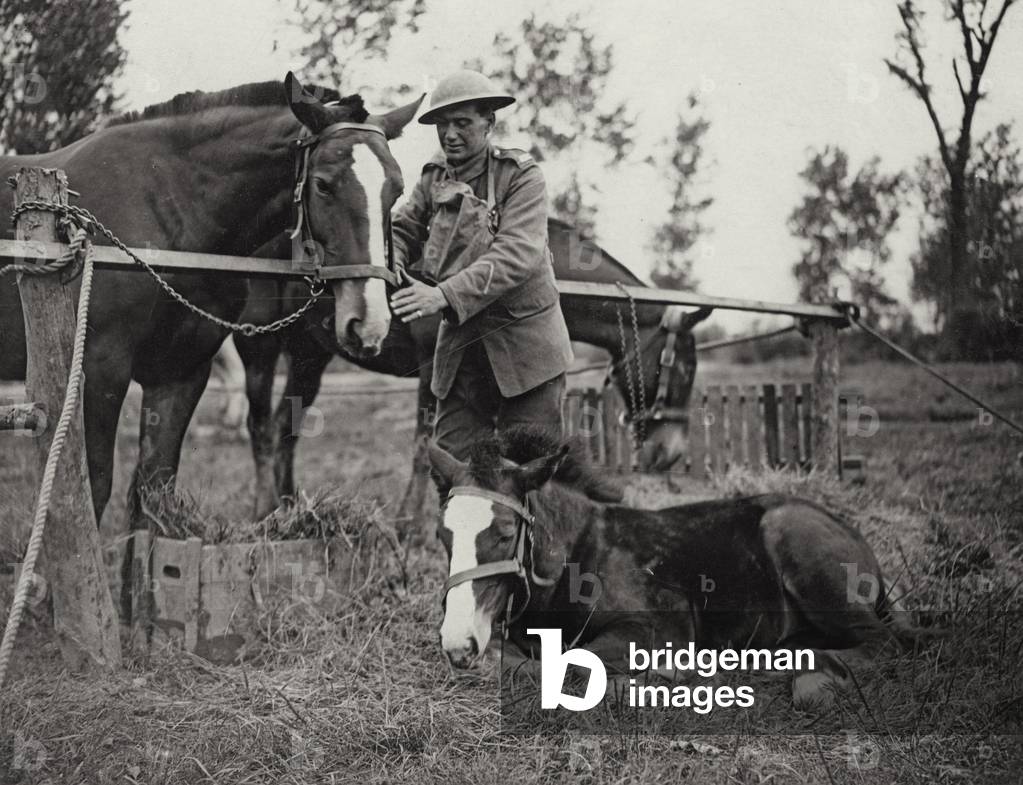 'Sandbag', a battlefield colt, 1914-18 (b/w photo)
