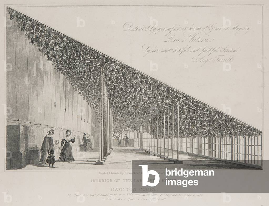 The Great Vine, 1840