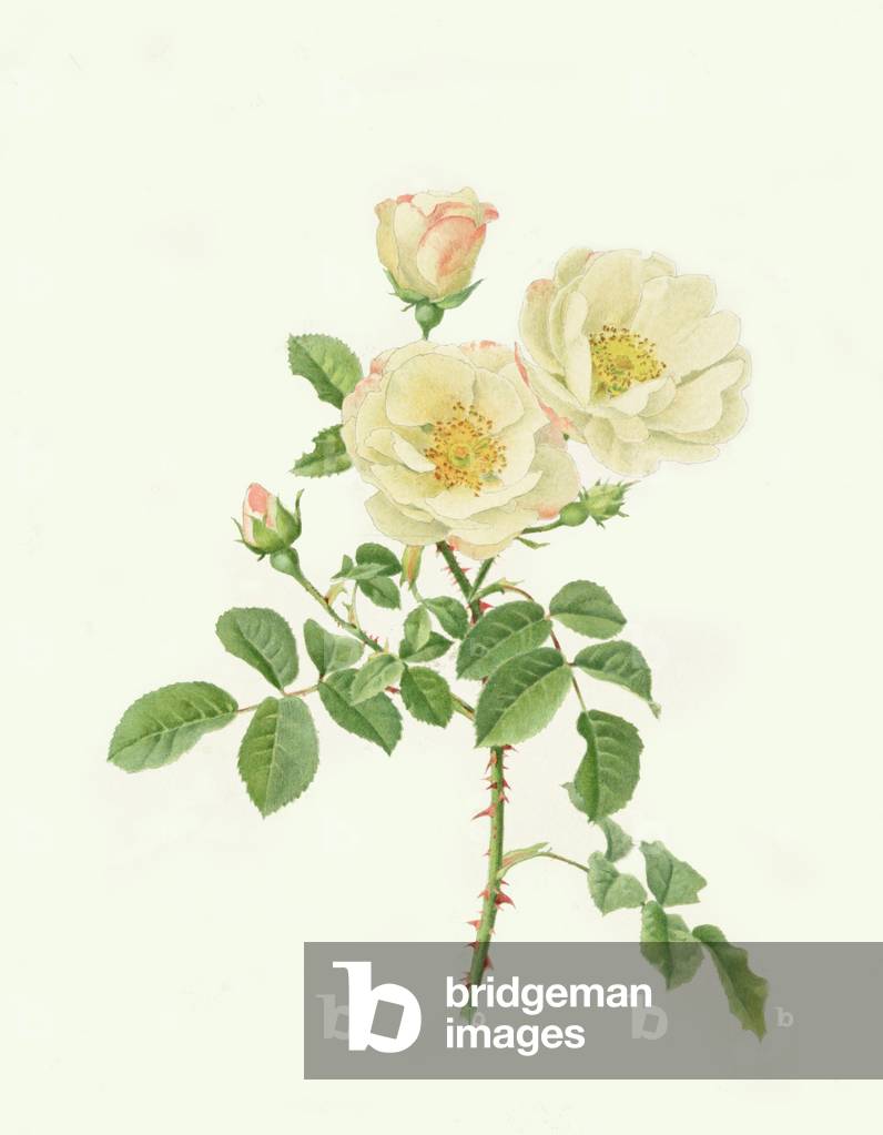 Rosa: Damascena Rubrotincta (Labbro di Hebe), anon, (sec. XIX)