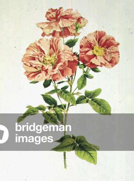 Rosa: Gallica Versicolour (Rosa Mundi), anon, (XIX secolo)
