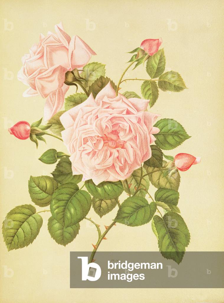 "Rose: 19. Jahrhundert" 1801