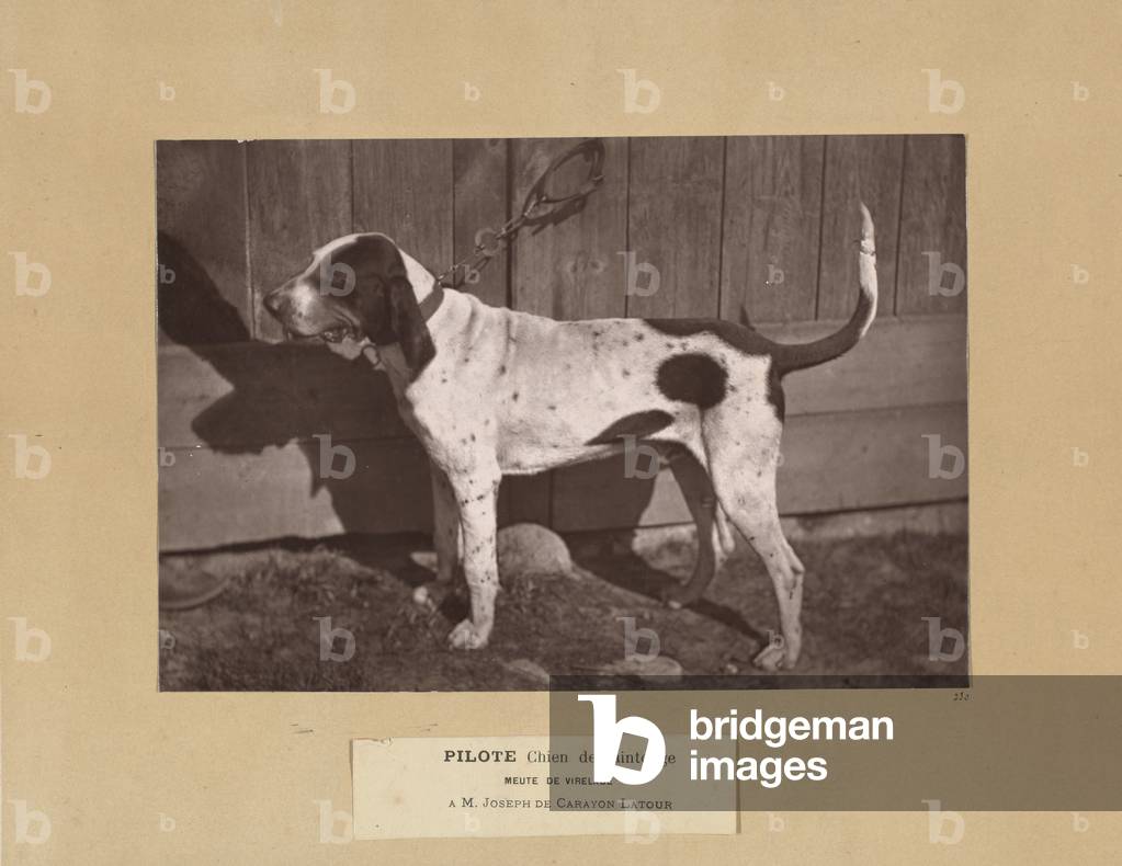 Pilote, Chien de Saintonge, Meute de Virelade, A.M. Joseph de Carayon Latour, 1881 (albumen silver print)