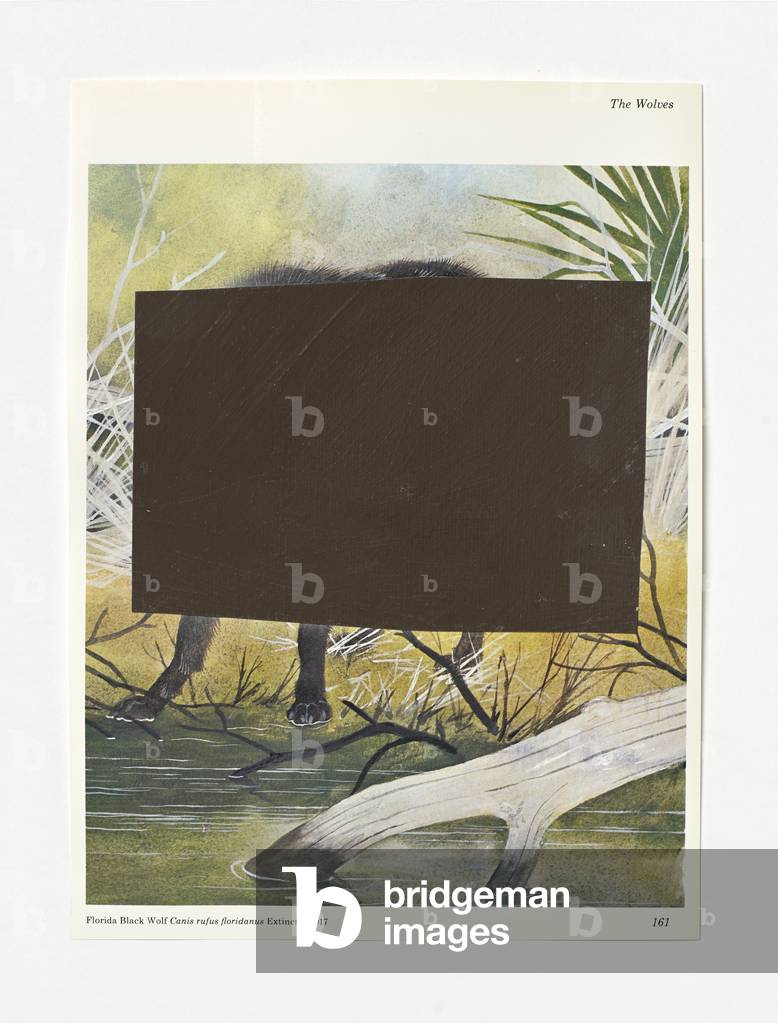 Rufus Floridanus, 2010 (acrylic on wove paper mounted to halftone on machine-made pulp paper)