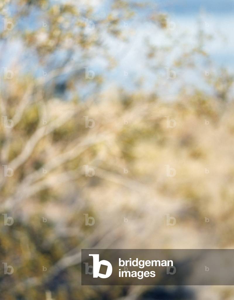 Ground 95.4, 1995 (chromogenic print)