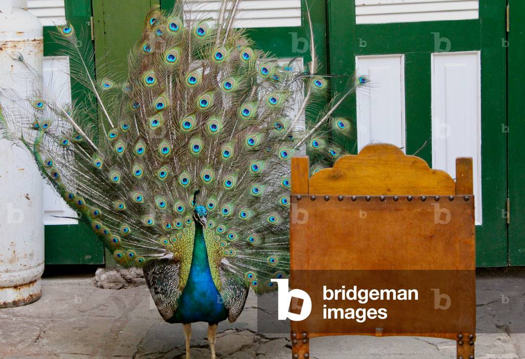 Tail feathers, Havana, Cuba (photo)
