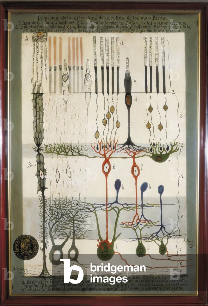 Diagram of the structure of the mammalian retina, 19th-early 20th century (oil on canvas)