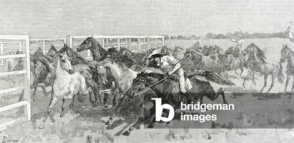 AUSTRALIA (19th century). A south australian horse-breeding station. Illustration of 1887. Engraving ©Lorio/Iberfoto/Leemage