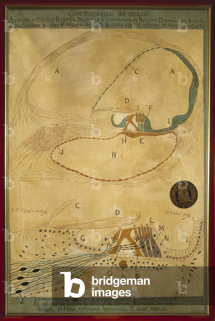 Cross section of a snail, painting by Ramon Padro i Pedret