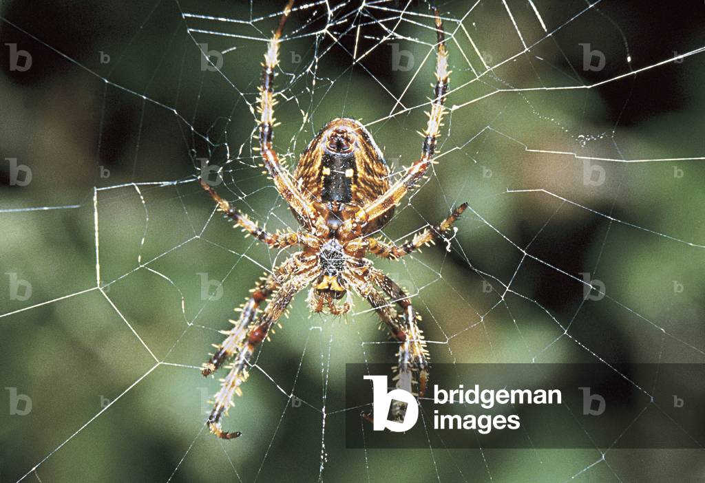 spider in her web (photo)