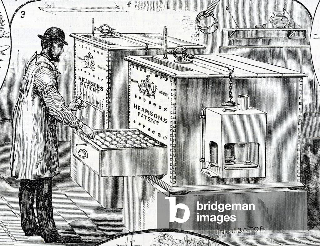 ENGLAND (1887). A poultry farm. Incubators, for the artificial hatching (engraving)
