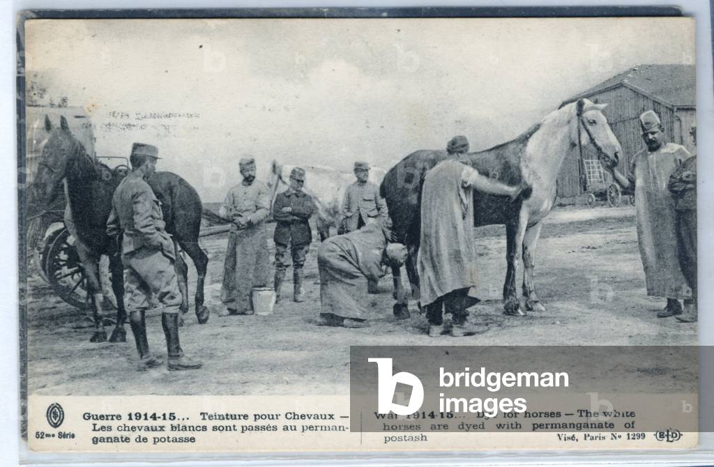 Postcard, N & B, 1915: Dye for hair - War of 14 -18, Photography, Camouflage - Horse Horses