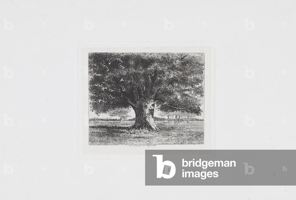 The Oak of Flagey (19th century)