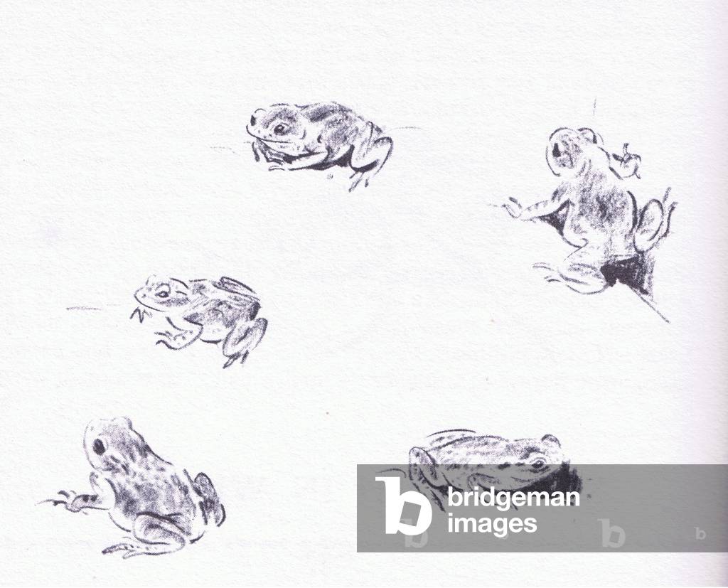 Frog studies, from Wanderers of the Field pub.by Routledge and Kegan Paul, 1959 (litho)