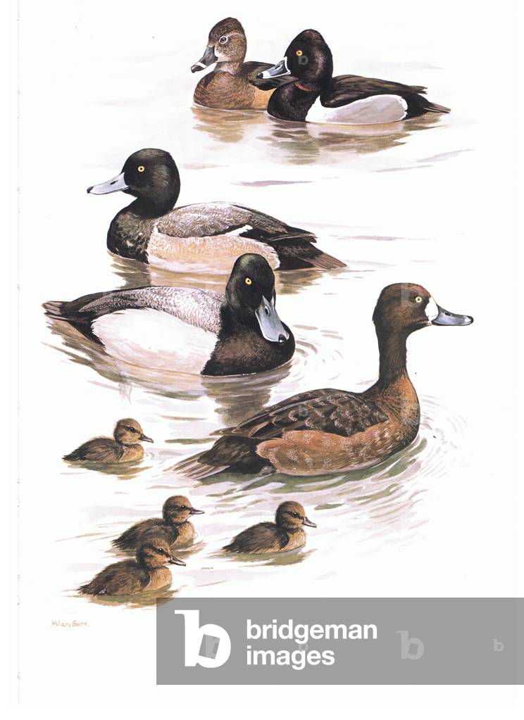 Ring Necked Duck, Scaup with young, illustration from'Wildfowl of Europe', 1972 (colour litho)