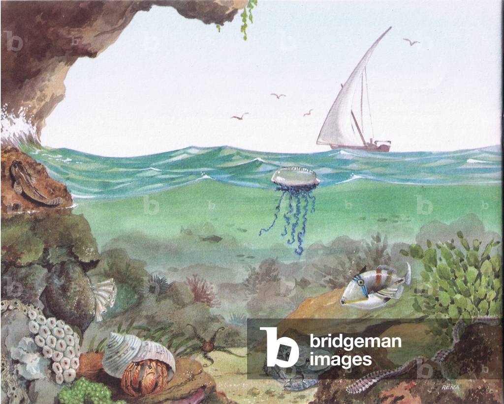 Shell Guide to the Water's Edge (designed and printed by Shell in East Africa), 1960's (colour litho)