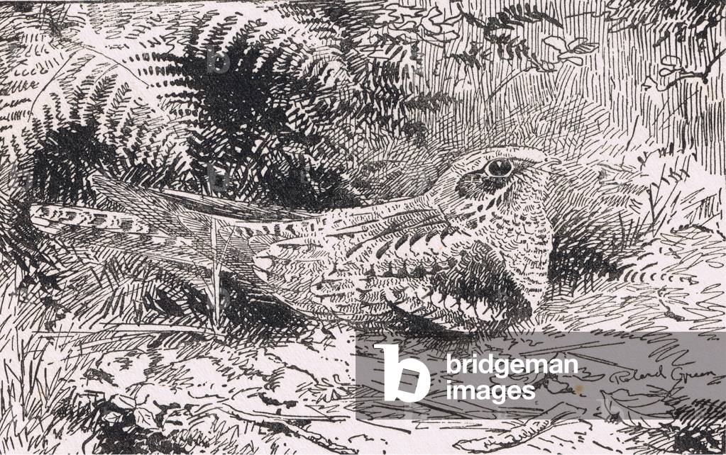 Nightjar, Birds One Should Know published by Gay and Hancock, 1951 (litho)