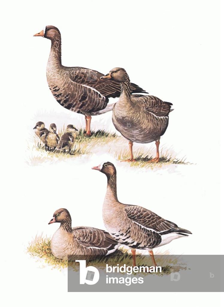 Lesser White Fronted Geese with young, illustration from'Wildfowl of Europe', 1972 (colour litho)