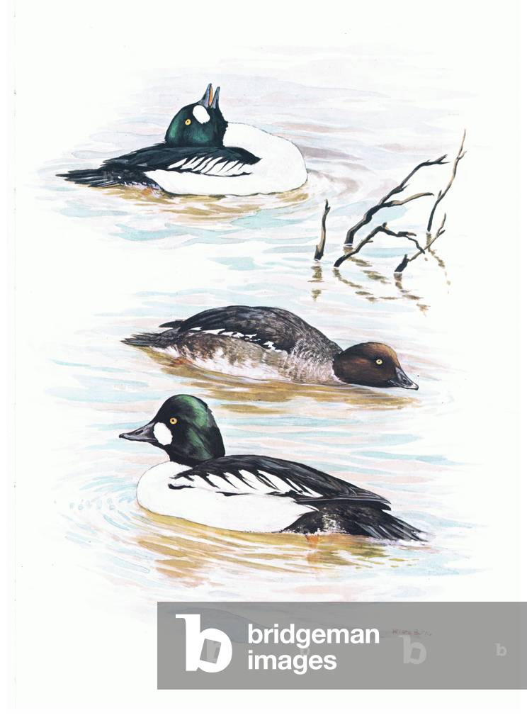 Goldeneye, illustration from'Wildfowl of Europe', 1972 (colour litho)