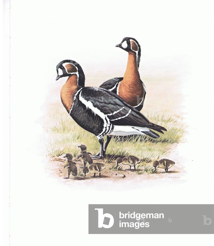 Red Breasted Geese and gosling, illustration from'Wildfowl of Europe', 1972 (colour litho)