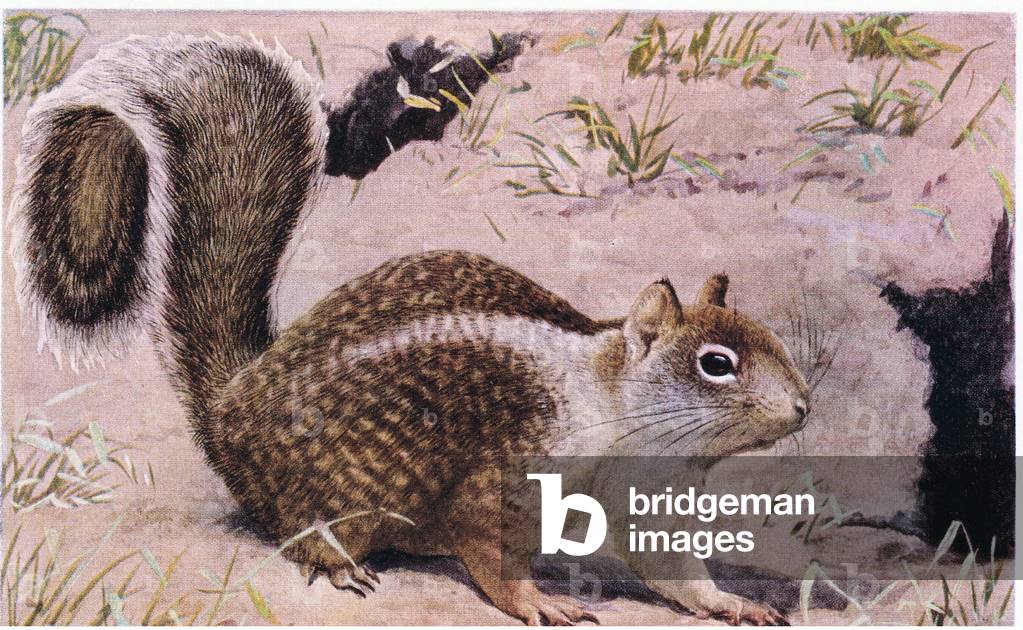 California Ground Squirrel lives underground and id an excellent digger