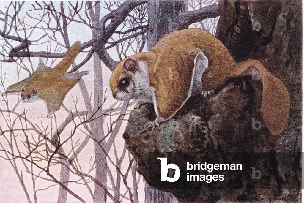 Southern Flying Squirrel has gliding membranes