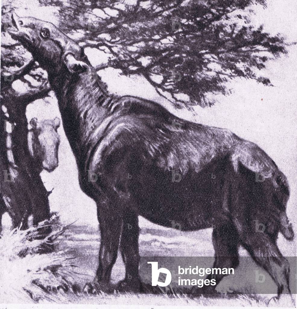 The Baluchitherium: The largest land known mammal, 1925 (litho)