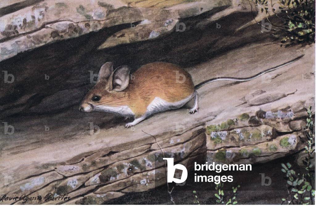 Big Eared Pinion Mouse represents the white footed clan in the rugged canyons of the south west