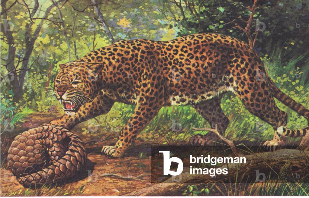 Pangolin with horny defensive scales-Leopard, from Knowledge Magazine, 1963 (colour litho)