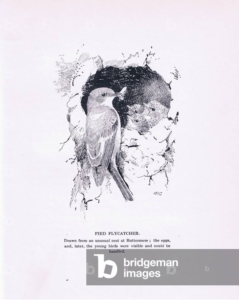 Pied Flycatcher and young (litho)