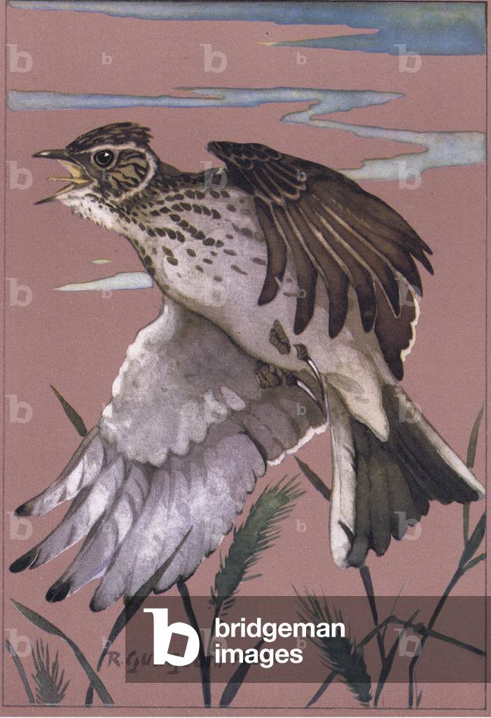 Skylark, illustration from 'Getting to Know Birds ', 1944 (colour litho)