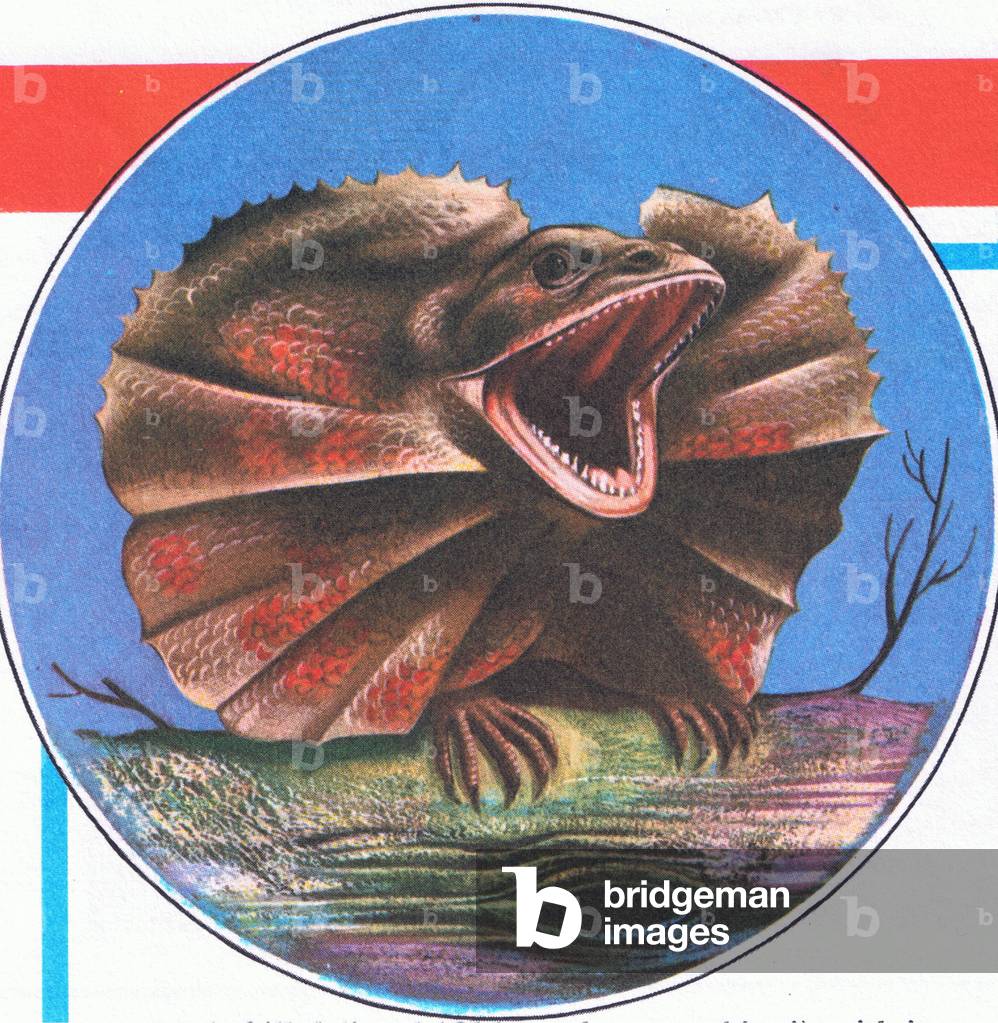 A Frilled Lizard, from Knowledge Magazine, 1963 (colour litho)